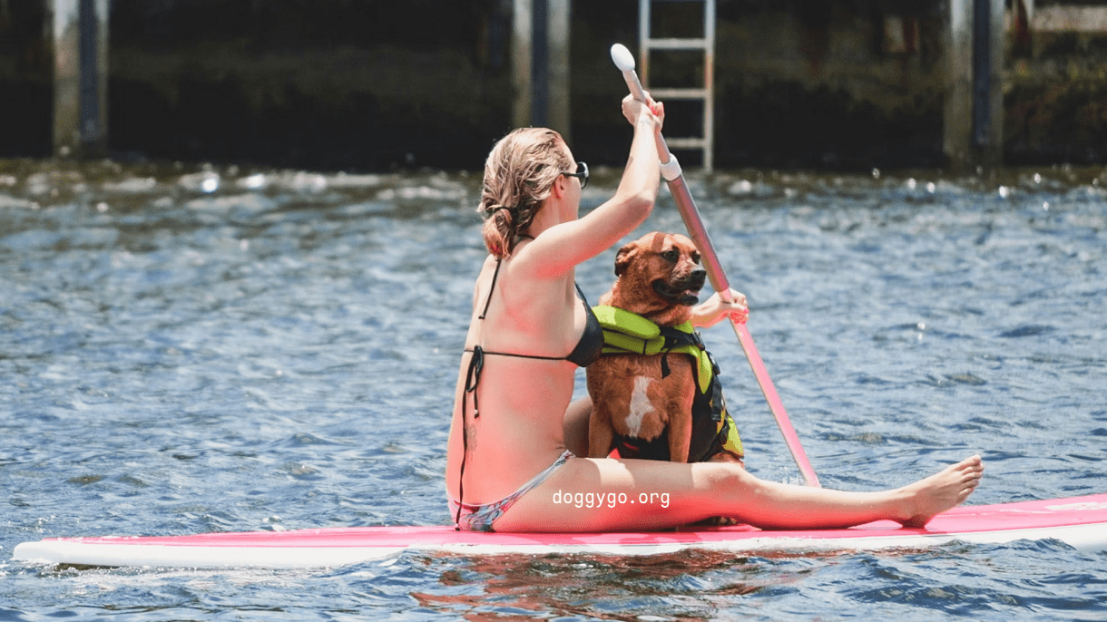 狗狗加速官网优惠码更新 - 第1张图片 | 狗狗加速(doggygo) 狗狗加速官网优惠码更新 - 第1张图片